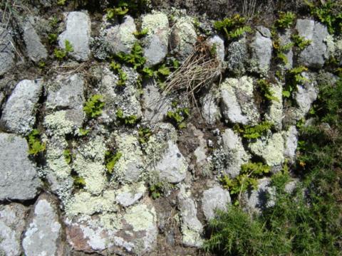 Lichen-encrusted Cornish hedge in West Penwith AONB.