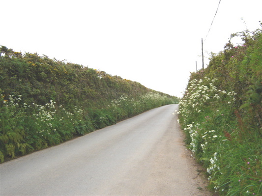Ivy, matted gorse, cow parsley.