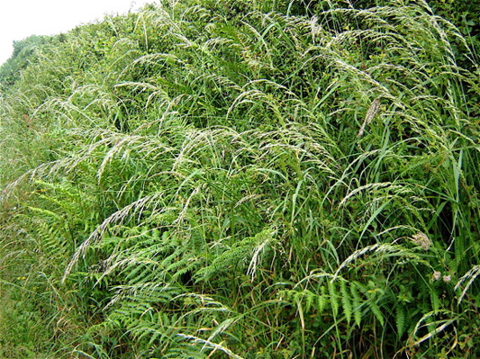 Bracken, false oat grass, brambles.