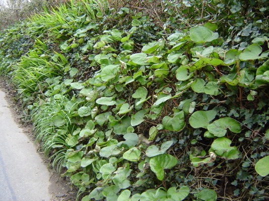 Heliotrope, ivy, montbretia.