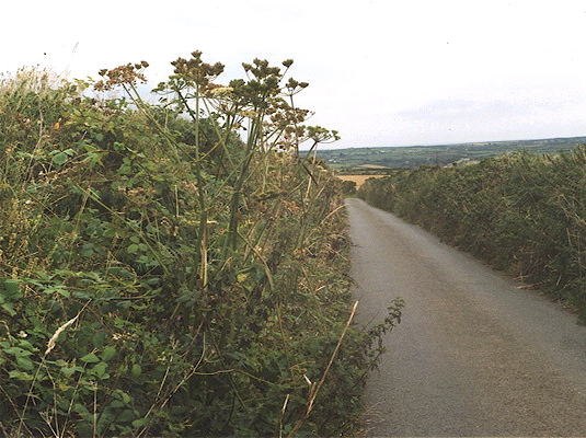 Hogweed, nettles, brambles.